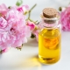 Camellia oil: features and recommendations for use