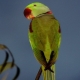 Александрийски папагал: описание, съдържание и развъждане