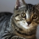 Kucing berambut kawat Amerika: ciri baka