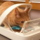 Mangiatoie per gatti automatiche: tipi, regole di selezione e fabbricazione
