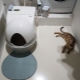 Аутоматски тоалети за мачке: карактеристике, избор и оцена модела