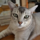 Azijos katė: veislės aprašymas ir pobūdis, jos turinys