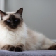 Baliešu kaķis: aizturēšanas izcelsme, raksturs un apstākļi