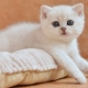 القطط البريطانية البيضاء: وصف السلالة والمحتوى