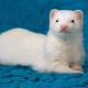 Ferrets trắng: Mẹo mô tả và chăm sóc