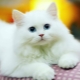 القطط البيضاء: الوصف والسلالات الشعبية