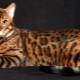 Bengálska mačka: vlastnosti a charakter plemena