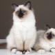 Burmese cats: features, selection and care