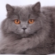 Gato británico de pelo largo: descripción, condiciones de alimentación y hábitos alimenticios.