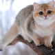 Chinchila britânica: opções para a cor dos gatos, natureza e conteúdo