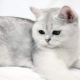 Gatti British Shorthair: caratteristiche della razza, variazioni di colore e regole di mantenimento