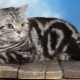 Britanske mačke tabby: sorte i sadržaj