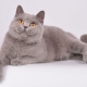 Kucing dan kucing lilak Inggeris: perihalan dan senarai nama samaran