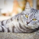 Gatos malhados britânicos: como são, como conter e nomear?