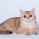 British Golden Cats: características de color y descripción de la raza