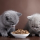 Ako nakŕmiť britské mačiatka?