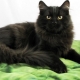 القط الأسود السيبيري: وصف سمات السلالة واللون