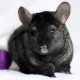 Black chinchillas: what breeds are there and what are their features?