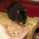 ماذا تأكل الفئران المحلية؟