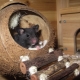 Maison pour le rat: comment choisir et faire soi-même?