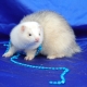 Domestic ferrets: characteristics, features of keeping and breeding