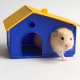 Hamsterhus: funktioner, sorter, urval och installation