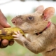 Gambische Ratte: Beschreibung und Inhalt zu Hause