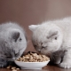 Hypoallergeen voer voor katten en kittens: kenmerken, soorten en subtiliteiten naar keuze