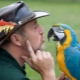 Говорещи папагали: описание на видовете и съвети за обучение