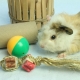 Mainan untuk babi guinea: apa yang diperlukan dan bagaimana membuatnya dengan tangan anda sendiri?