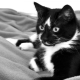 Nomes para gatos e gatos em preto e branco.
