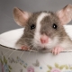 Mená potkanov: ako si vybrať a trénovať?