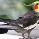 Interessante en mooie namen voor de Corella-papegaai