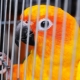 Направете клетка за папагал със собствените си ръце