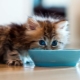 كيف وكيف تطعم قطة؟