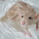 كيف تستحم فأر في المنزل؟