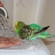 Bagaimana hendak mandi seekor burung nuri?