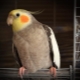 Как да научим папагал да говори с коктейл?