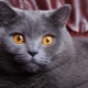 Ako sa volá šedá britská mačka?