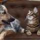 Bagaimana untuk membuat kawan kucing dan anjing di sebuah apartmen?