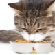 Как да тренираме котка до суха храна?
