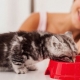 كيفية تدريب القطط على الطعام الجاف؟