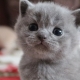 İngiliz yavru kedi ve yetişkin kedi bakımı nasıl?