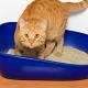 كيف تختار فضلات القطط المتكتلة؟