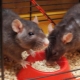 Wie wählt man Futter für dekorative Ratten?