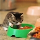 Comment choisir de la nourriture pour les chatons jusqu'à un an?