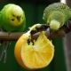 Che tipo di frutti possono essere dati ai pappagallini?