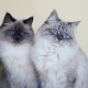 Quais são as cores dos gatos da raça Neva masquerade?