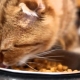 Comida de gato canadense: características e classificações do fabricante
