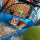 Lồng Hamster: các loại, lựa chọn và sắp xếp